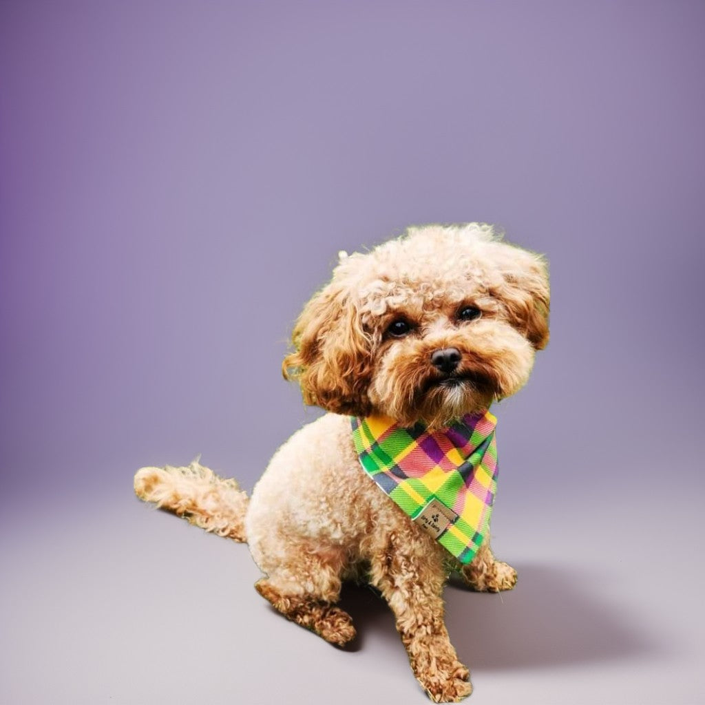 Mardi Gras Reversible Scrunchie Dog Bandana