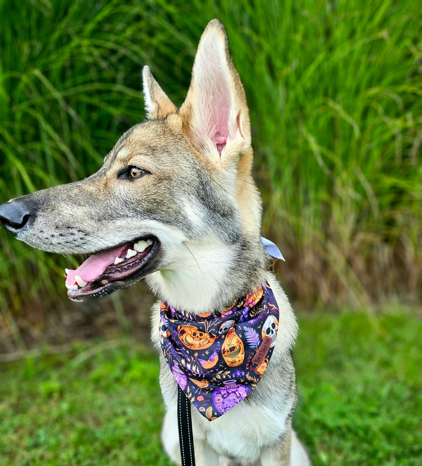 Skulls and Potions Dog Bandana