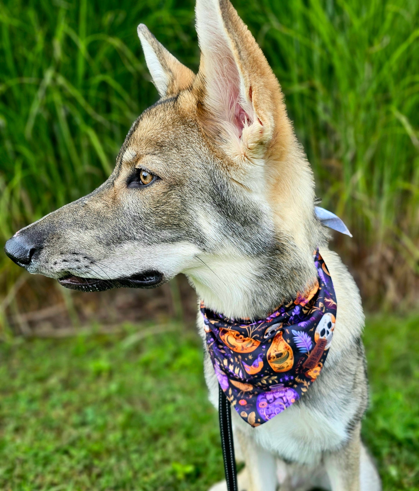 Skulls and Potions Dog Bandana