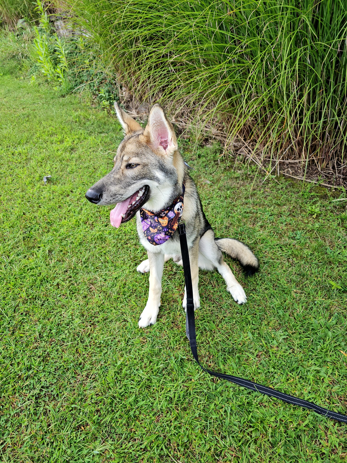 Skulls and Potions Dog Bandana