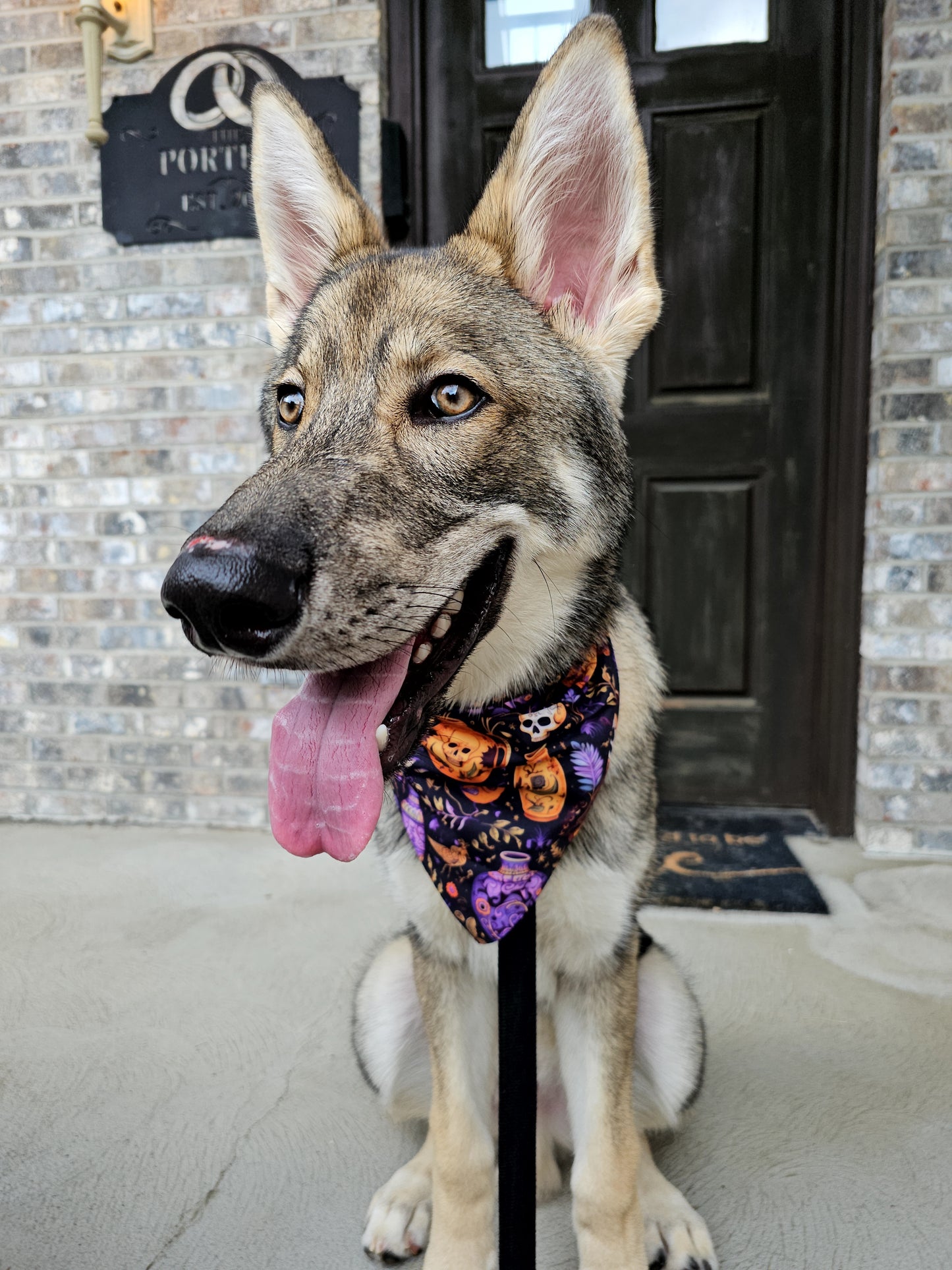 Skulls and Potions Dog Bandana