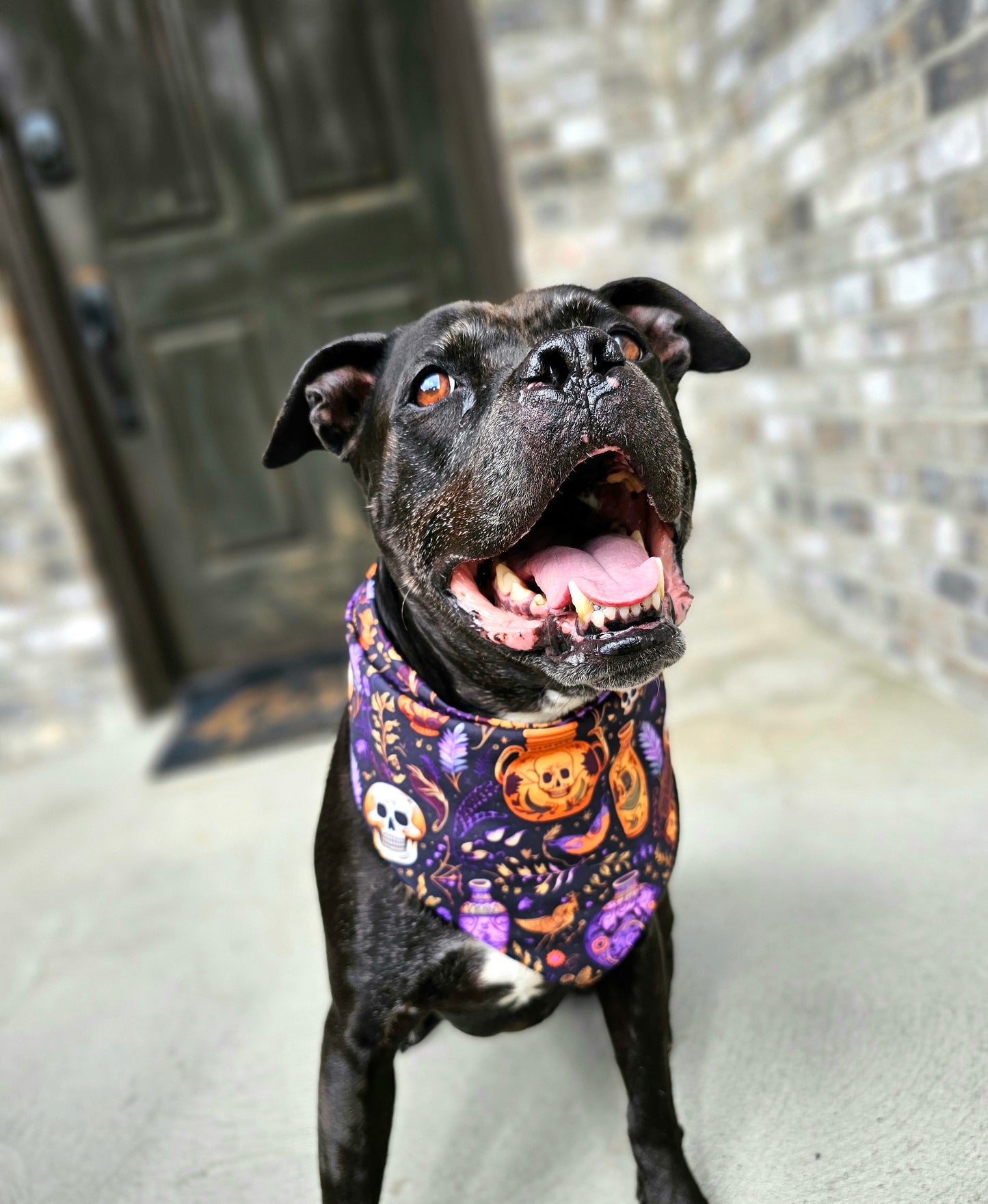 Skulls and Potions Dog Bandana