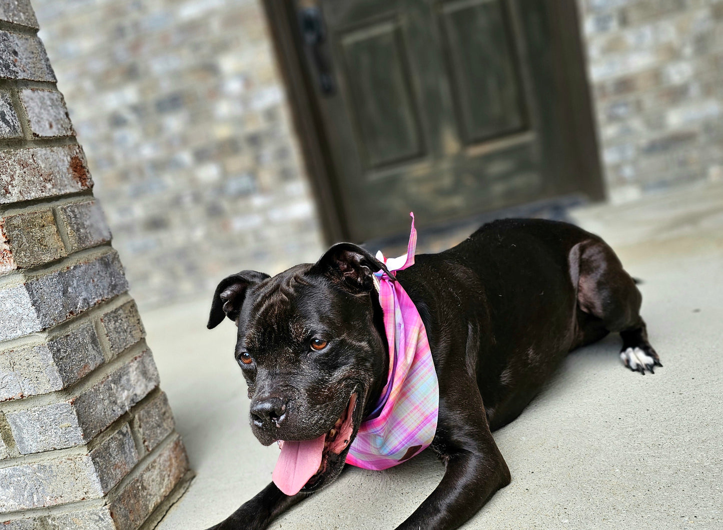 Fall Sunset Plaid Dog Bandana