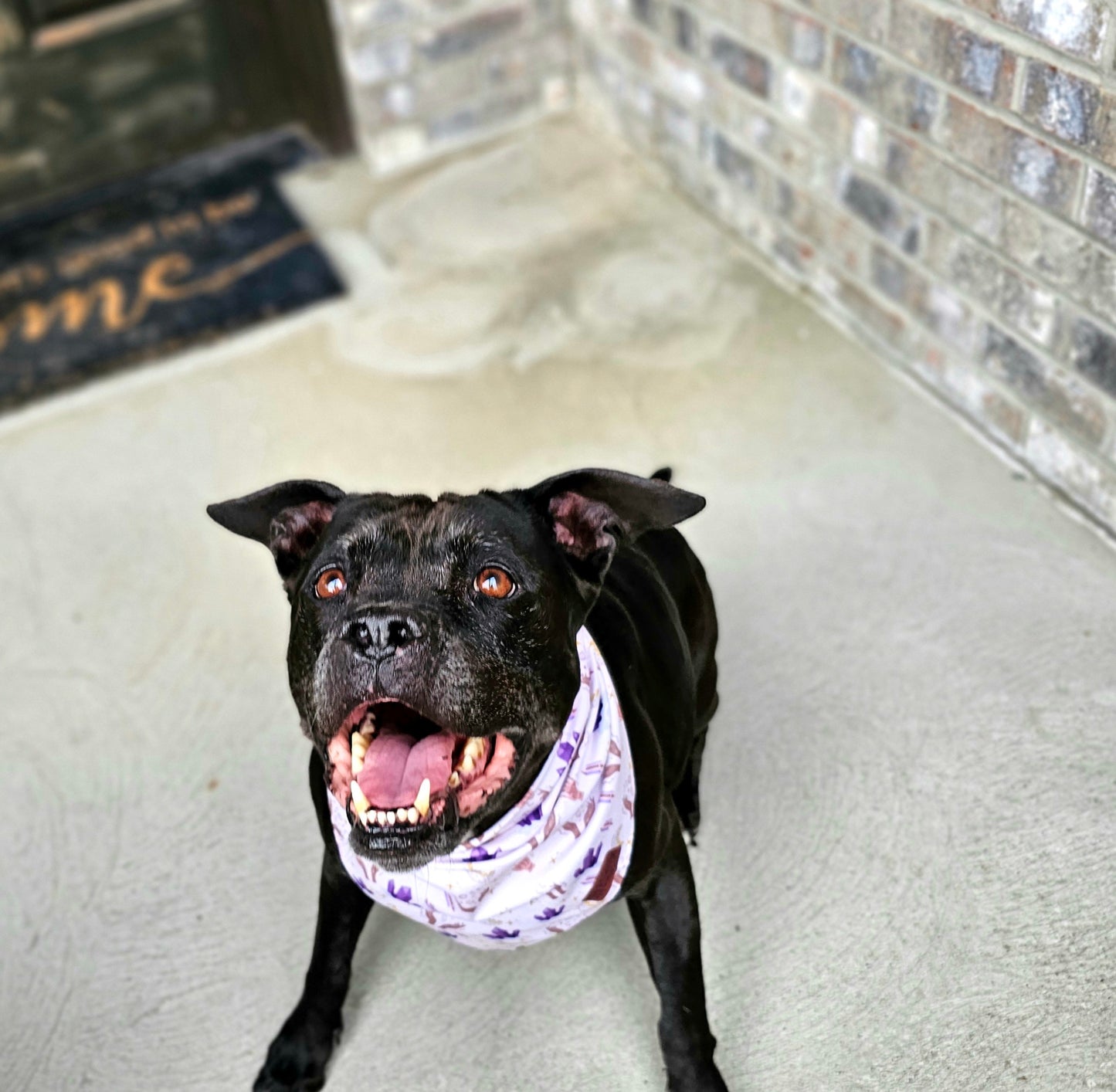 Into The Mystic Dog Bandana