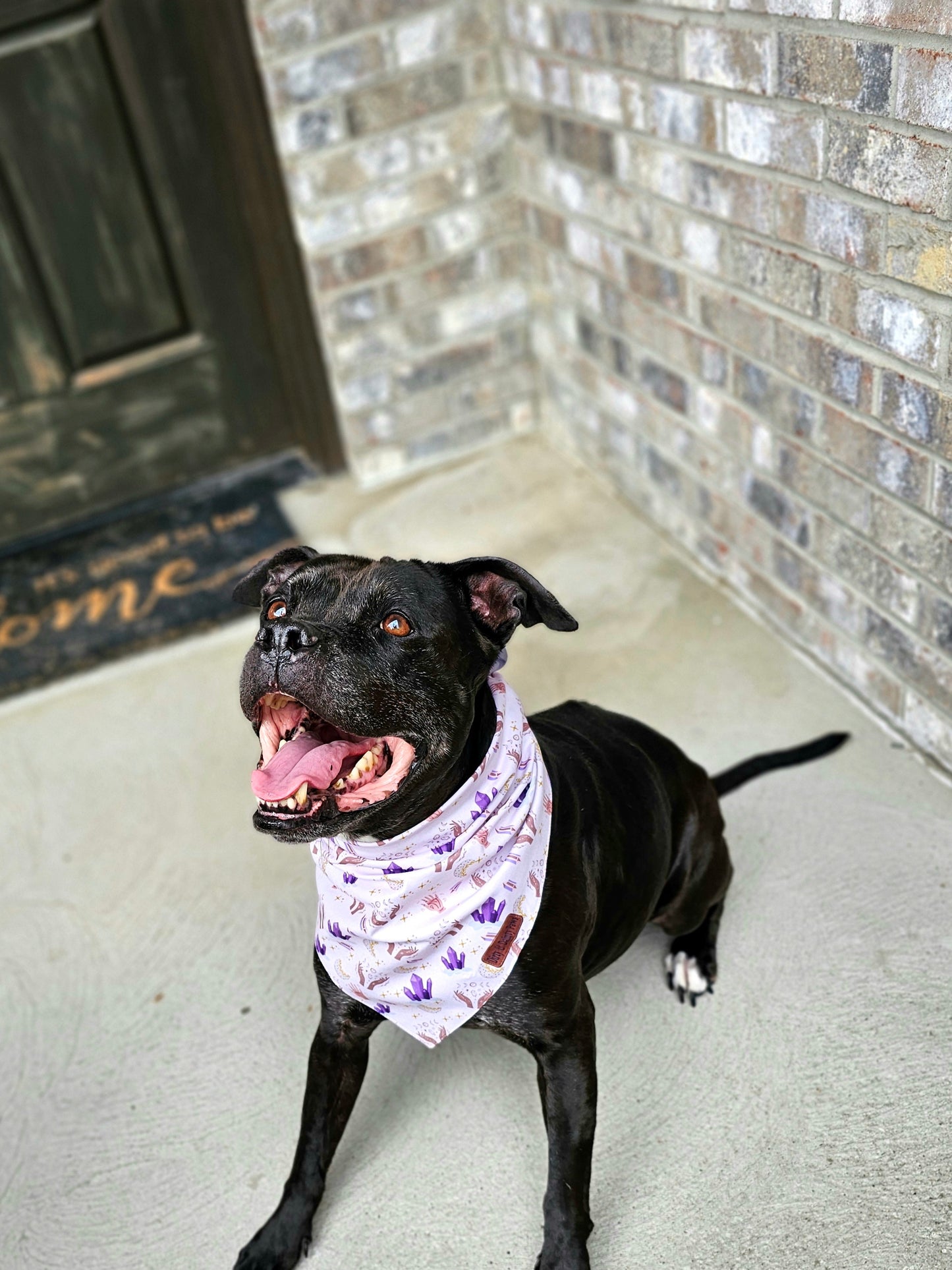 Into The Mystic Dog Bandana