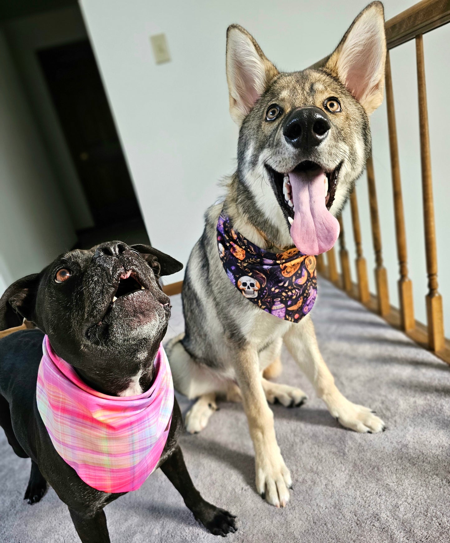 Fall Sunset Plaid Dog Bandana