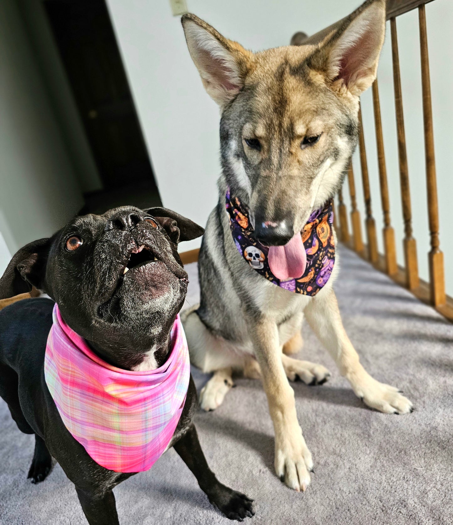 Fall Sunset Plaid Dog Bandana