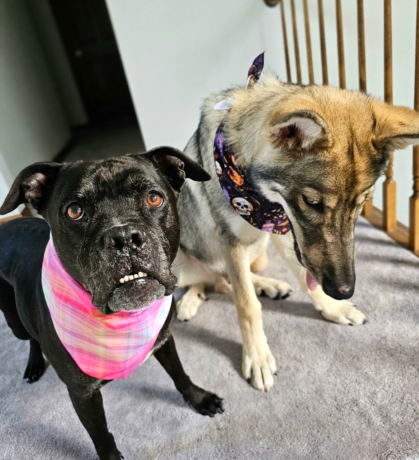 Fall Sunset Plaid Dog Bandana