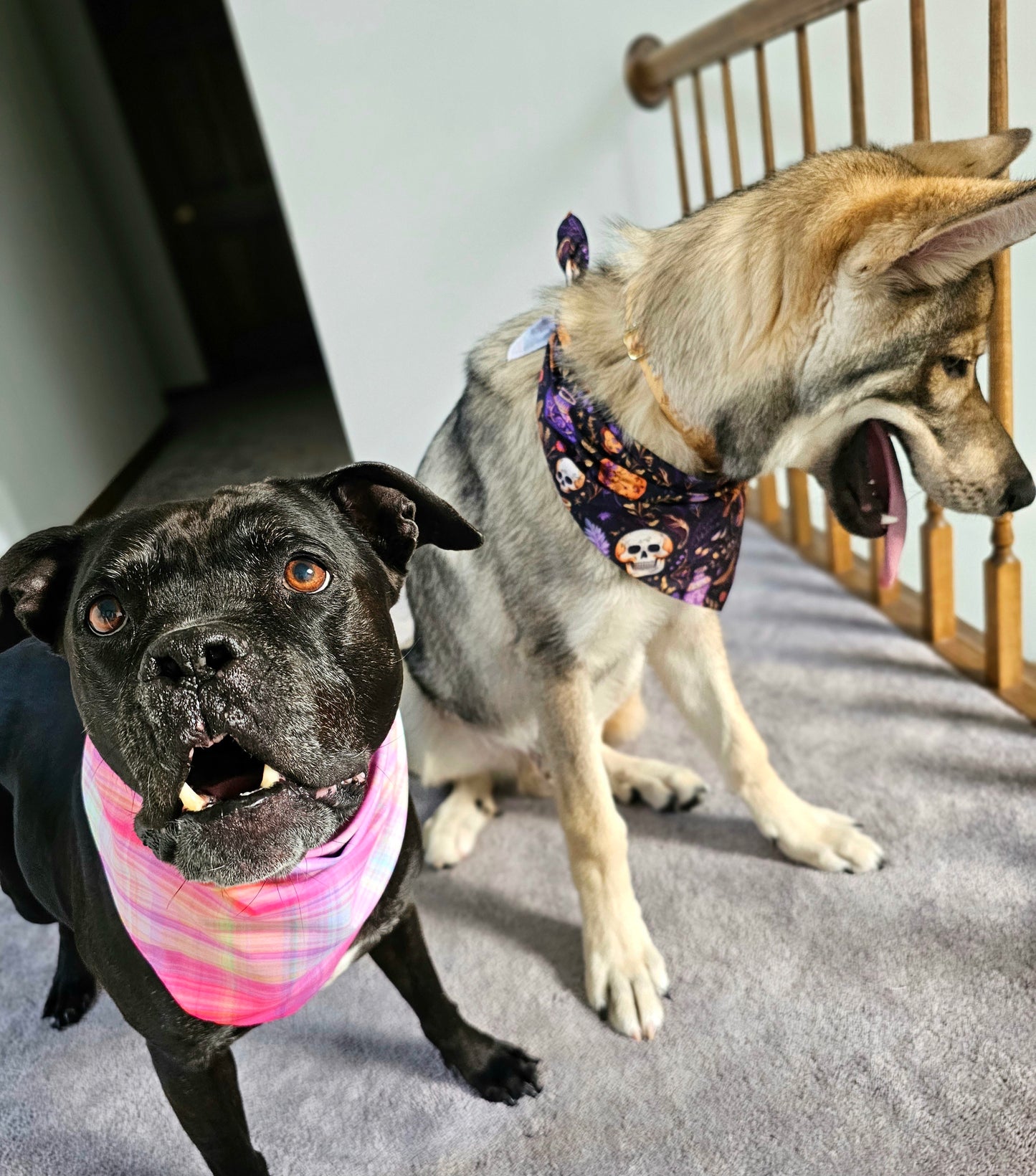 Fall Sunset Plaid Dog Bandana