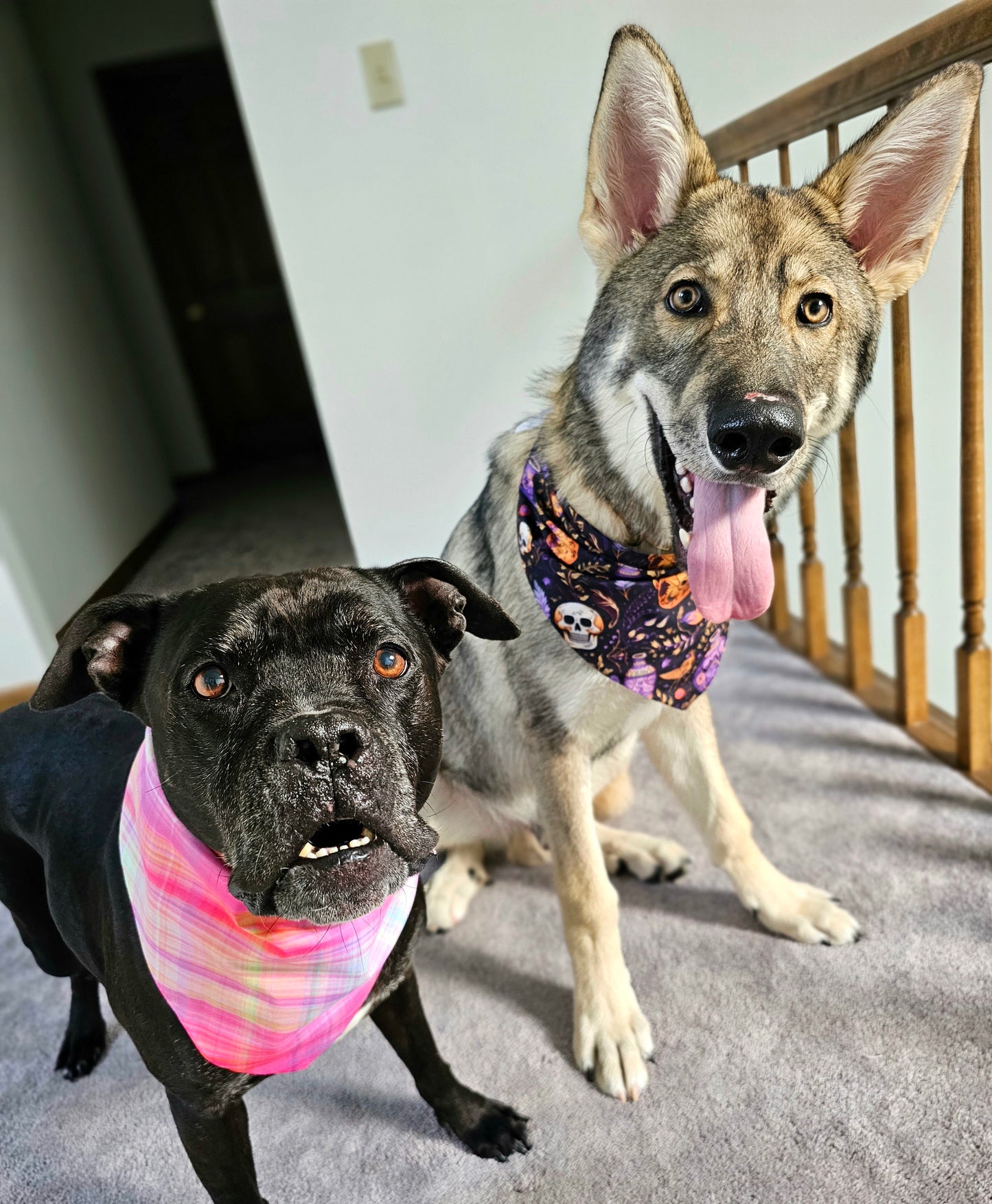 Fall Sunset Plaid Dog Bandana