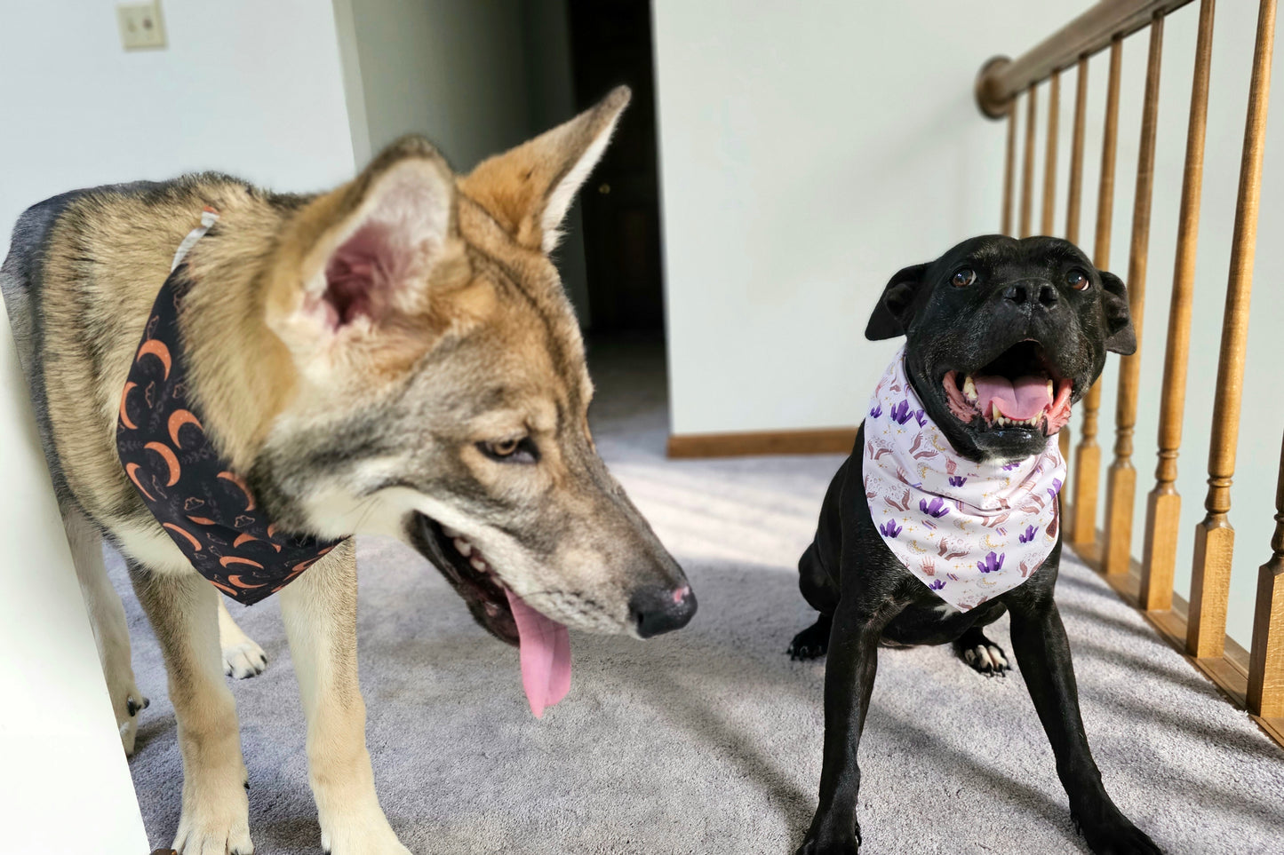 Into The Mystic Dog Bandana