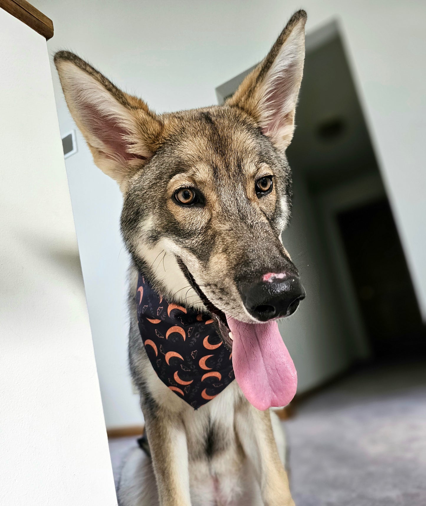 Boho Nights Dog Bandana