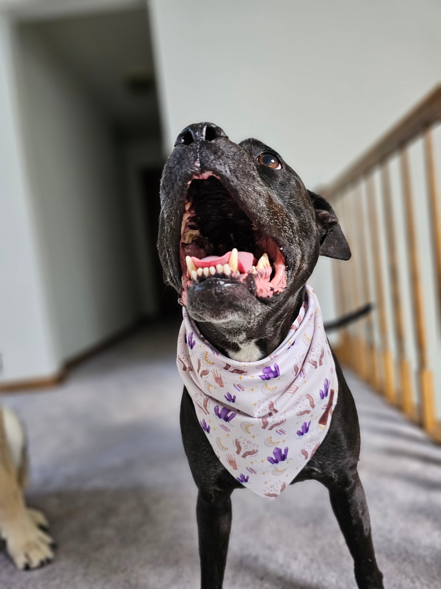 Into The Mystic Dog Bandana