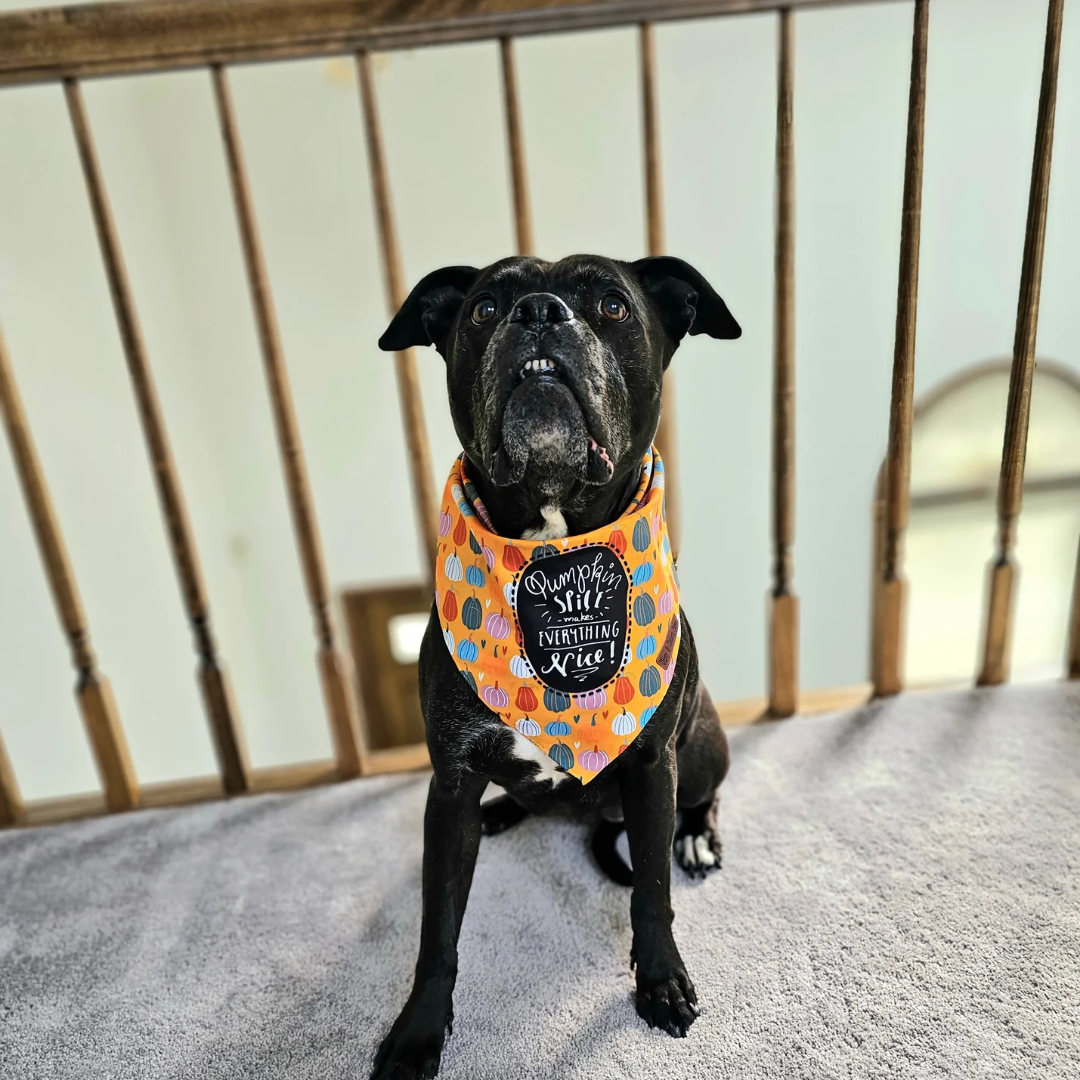Pumpkin Spice and Everything Nice Dog Bandana