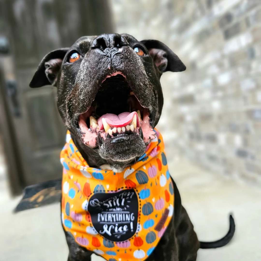 Pumpkin Spice and Everything Nice Dog Bandana