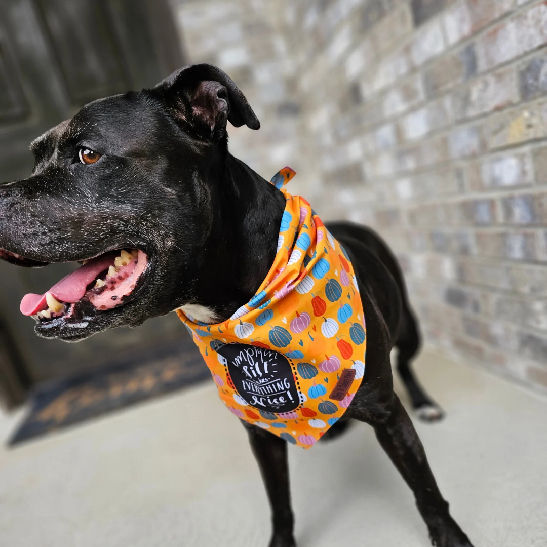 Pumpkin Spice and Everything Nice Dog Bandana