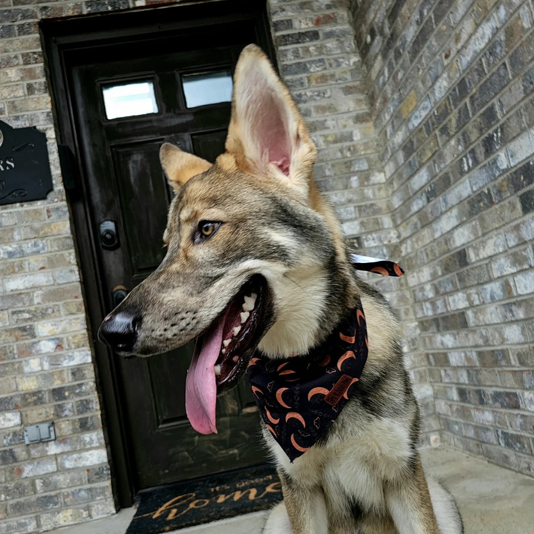 Boho Nights Dog Bandana