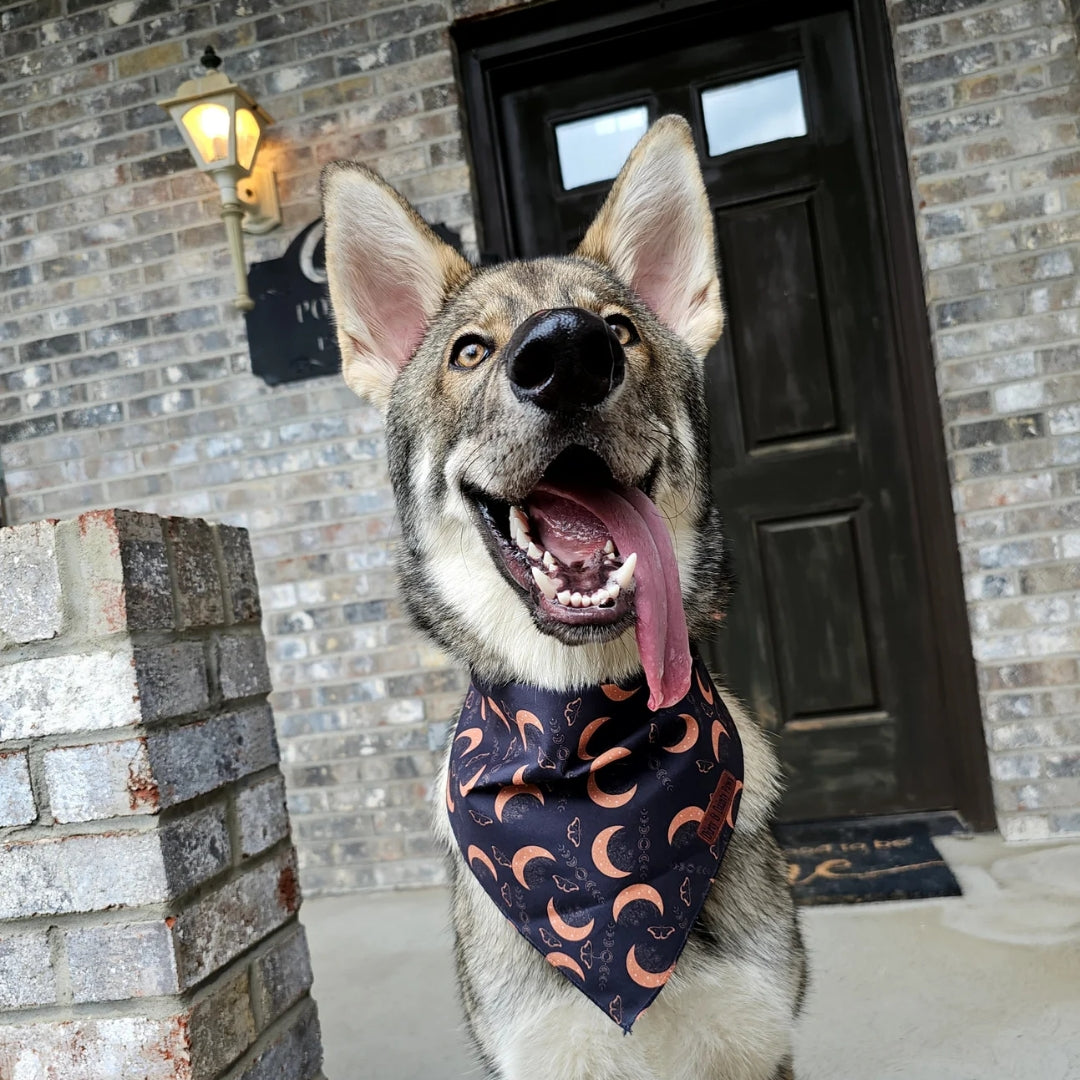 Boho Nights Dog Bandana
