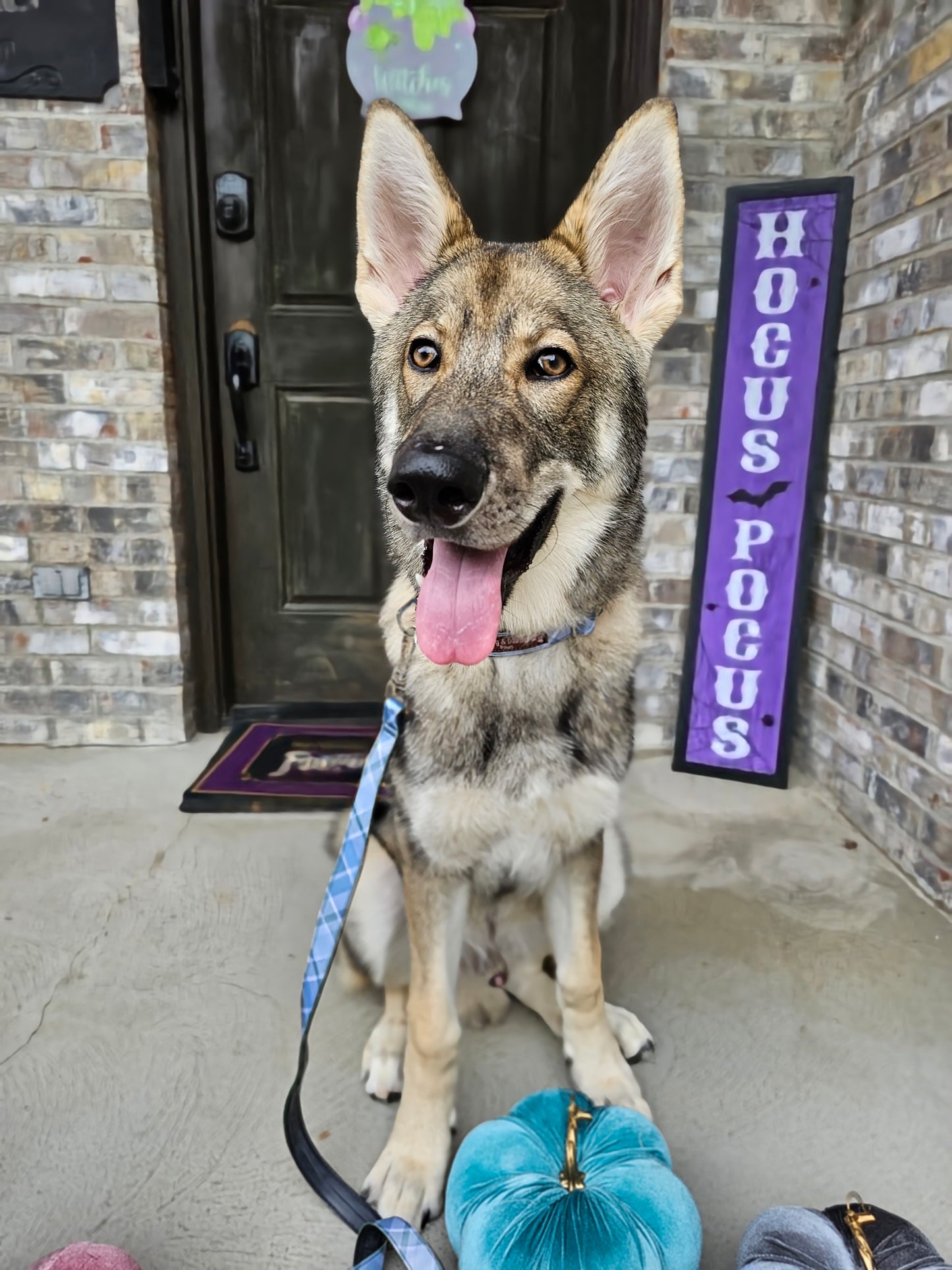 Boho Blue Plaid Dog Collar | Eco-Friendly, Waterproof & NO Stink