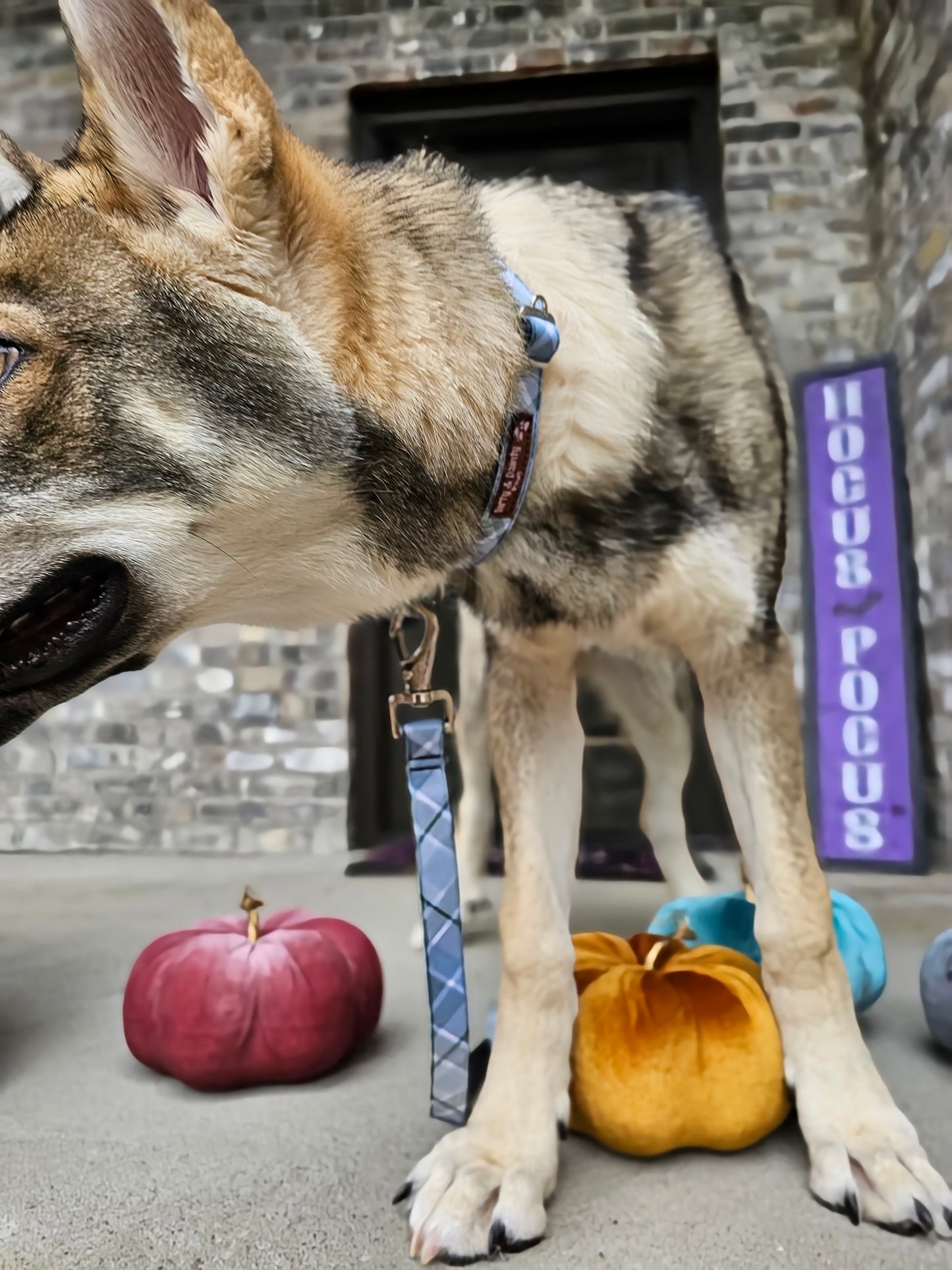 Boho Blue Plaid Dog Collar | Eco-Friendly, Waterproof & NO Stink