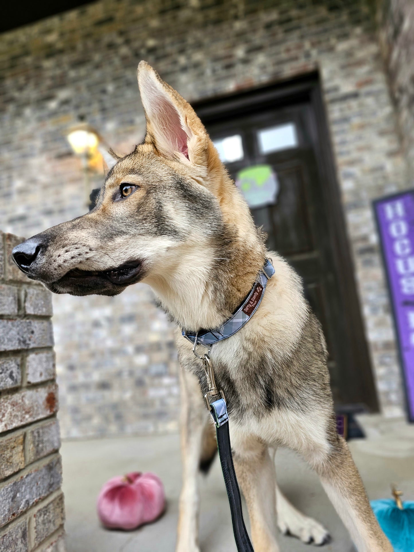 Boho Blue Plaid Dog Collar made from re-purposed bicycle tires, featuring a dual-duty leash attachment and additional ID spot. Waterproof, naturally antibacterial, and machine washable.