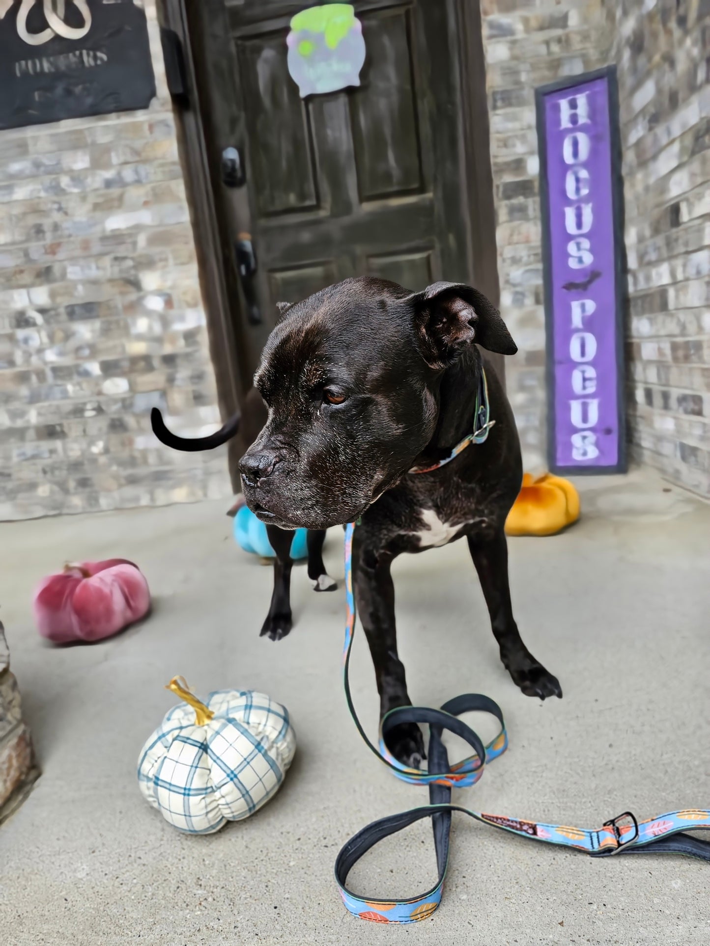 Boho Fall Leaves Dog Leash | Waterproof, NO Stink, Eco-Friendly