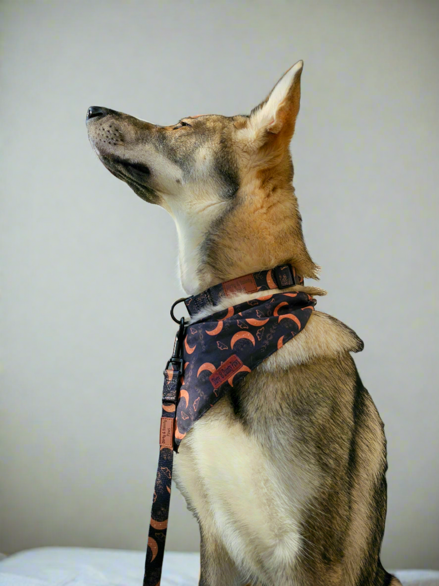 Boho Nights Collar Celestial Collar with paw print buckle. Moon, moths and crystal prints. Rubber logo tag