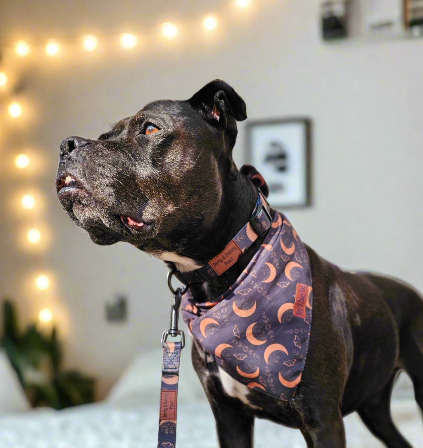 Boho Nights Collar Celestial Collar with paw print buckle. Moon, moths and crystal prints. Rubber logo tag