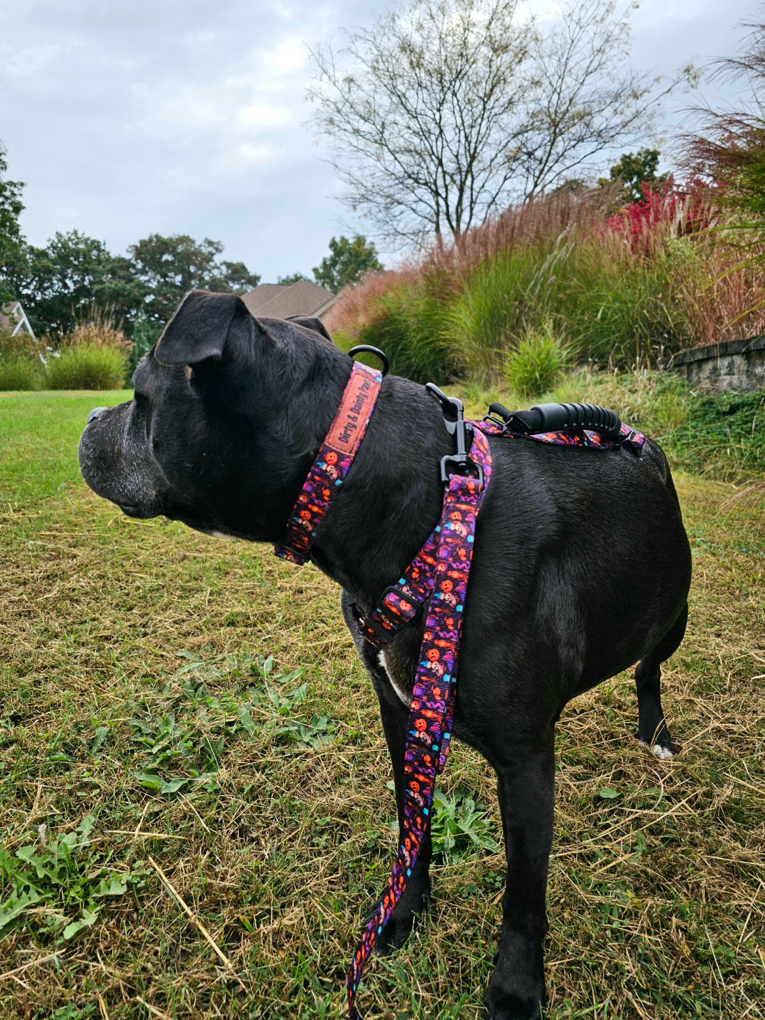 Spooky Jack-O-lantern Dog Collar