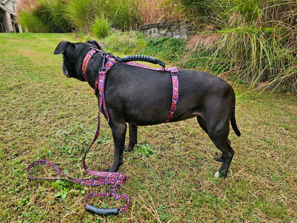 Spooky Jack-O-Lantern Close Control Y Dog Harness