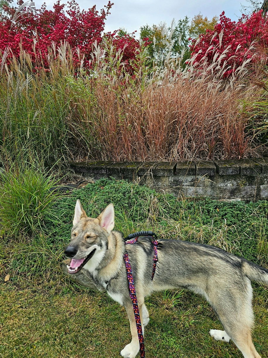 Spooky Jack-O-lantern Dog Collar