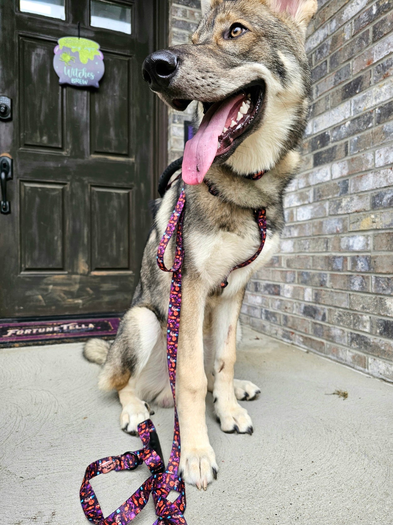 Spooky Jack-O-Lantern Close Control Y Dog Harness