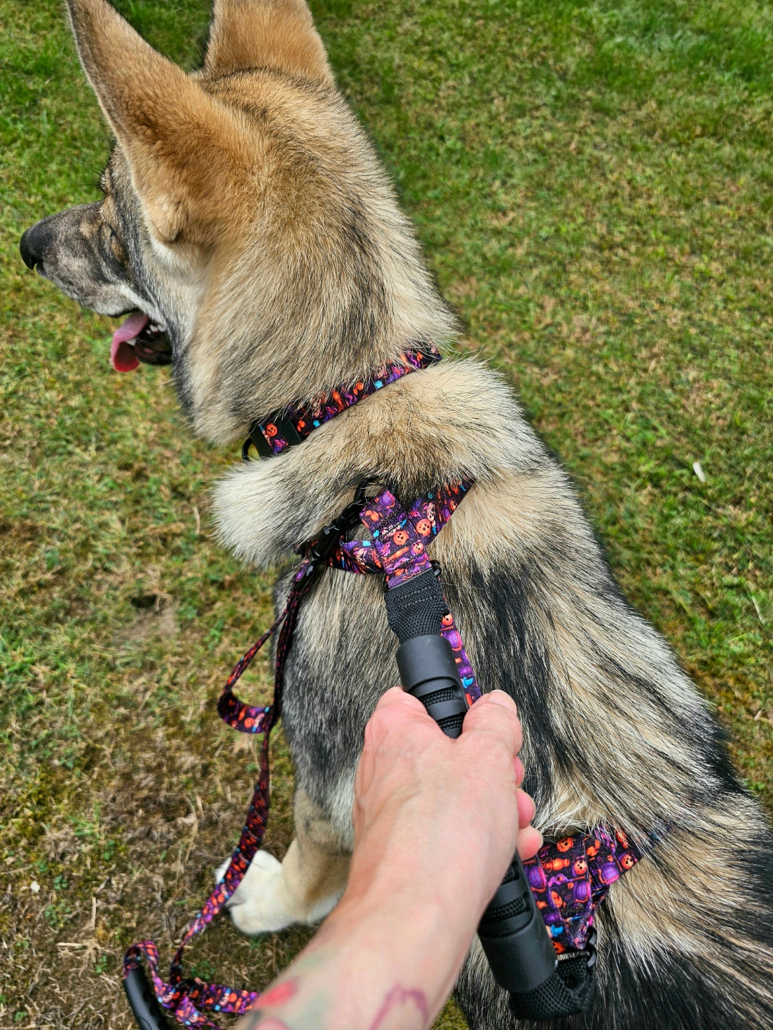 Spooky Jack-O-Lantern Close Control Y Dog Harness