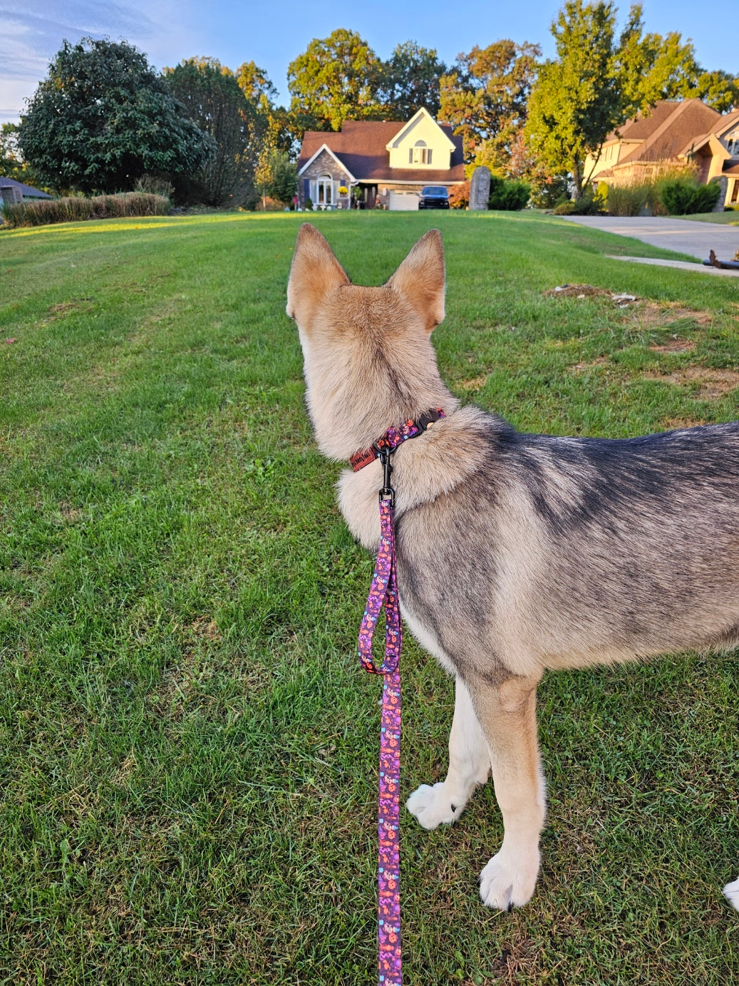 Spooky Jack-O-lantern Dog Collar