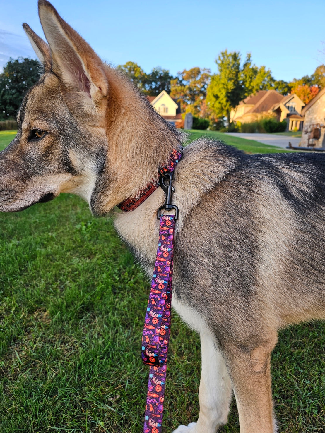 Spooky Jack-O-Lantern Dog leash with Comfort Grip and Traffic Handle