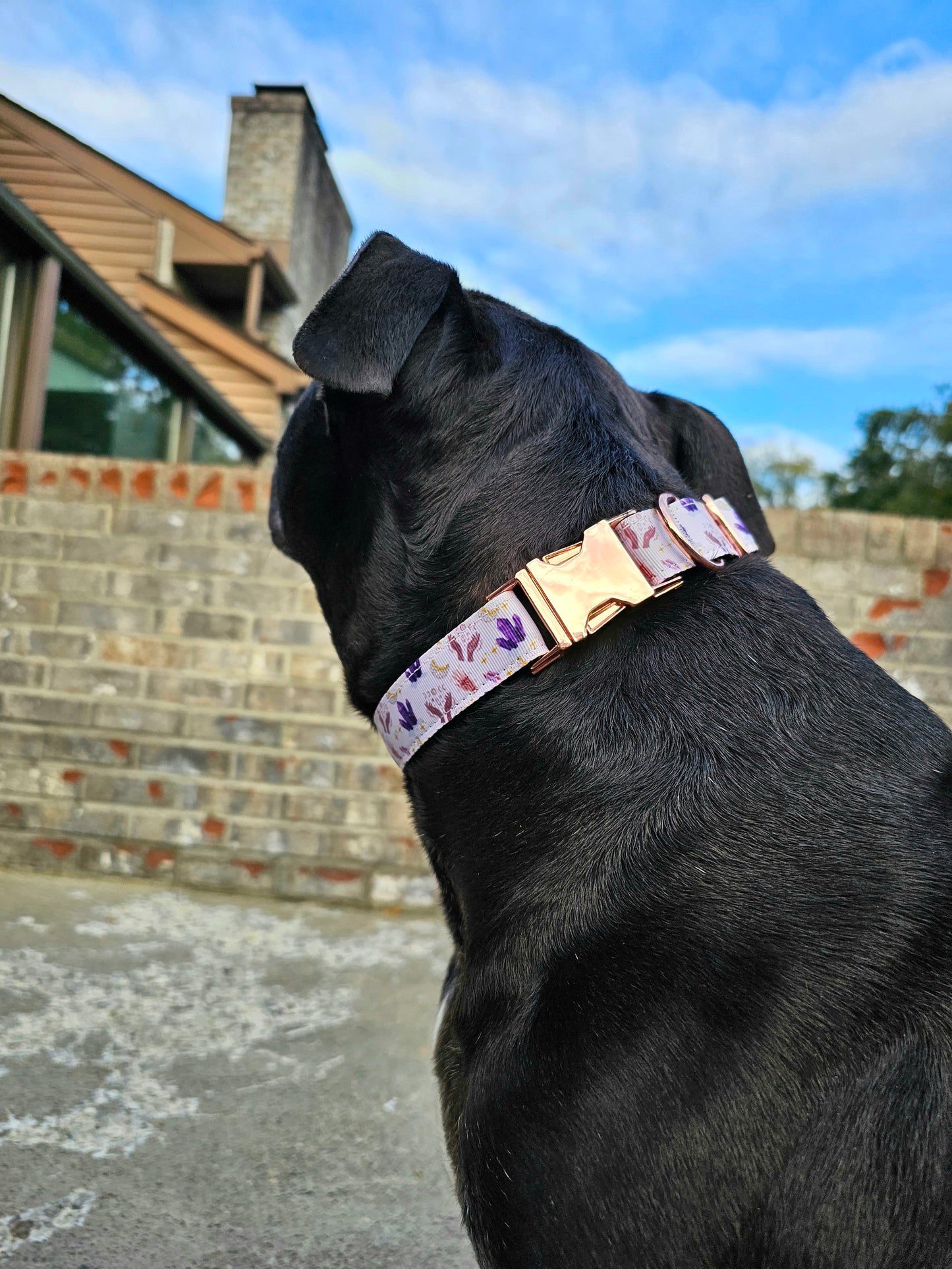 Into The Mystic Crystals Dog Collar