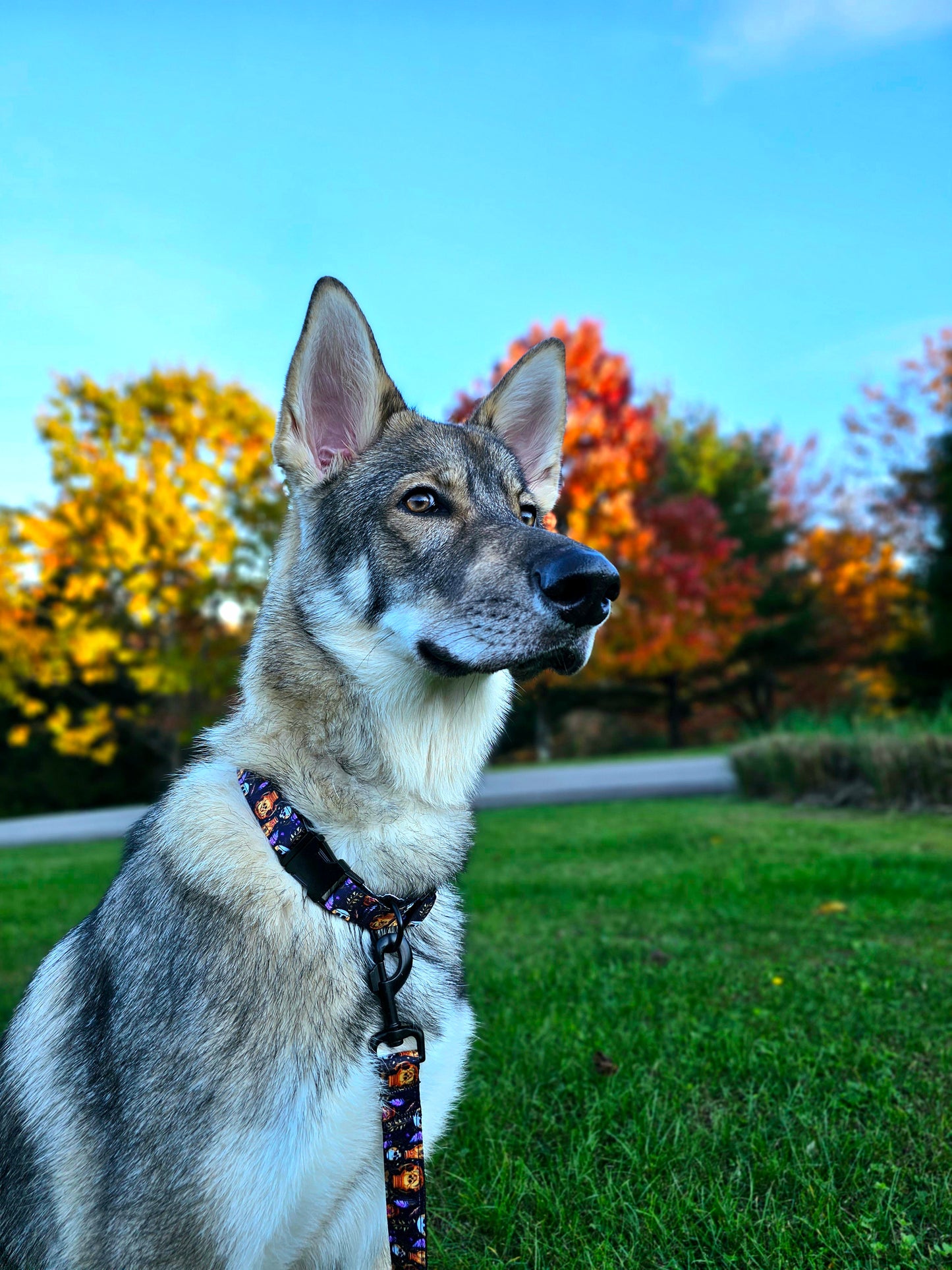 Skulls and Potions Dog Collar