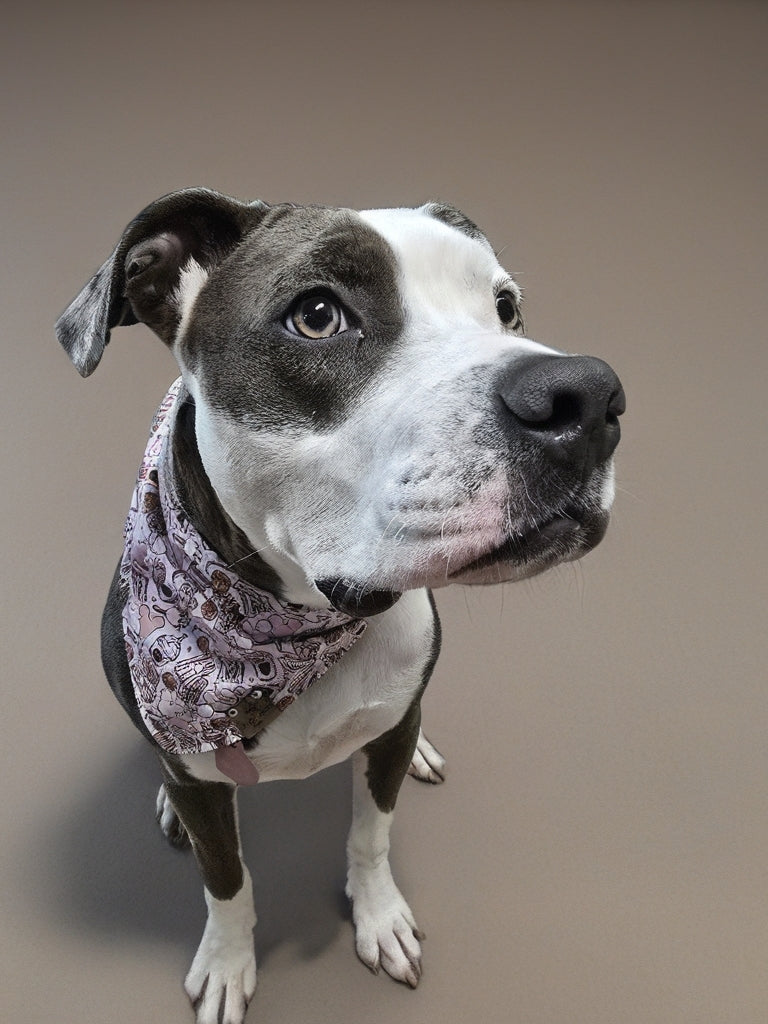 Magical Treats/ Minnie and Mickey Jack-O-Lantern Dog Bandana – Zoomie Proof| Pink or Blue | Dirty & Dainty Paws