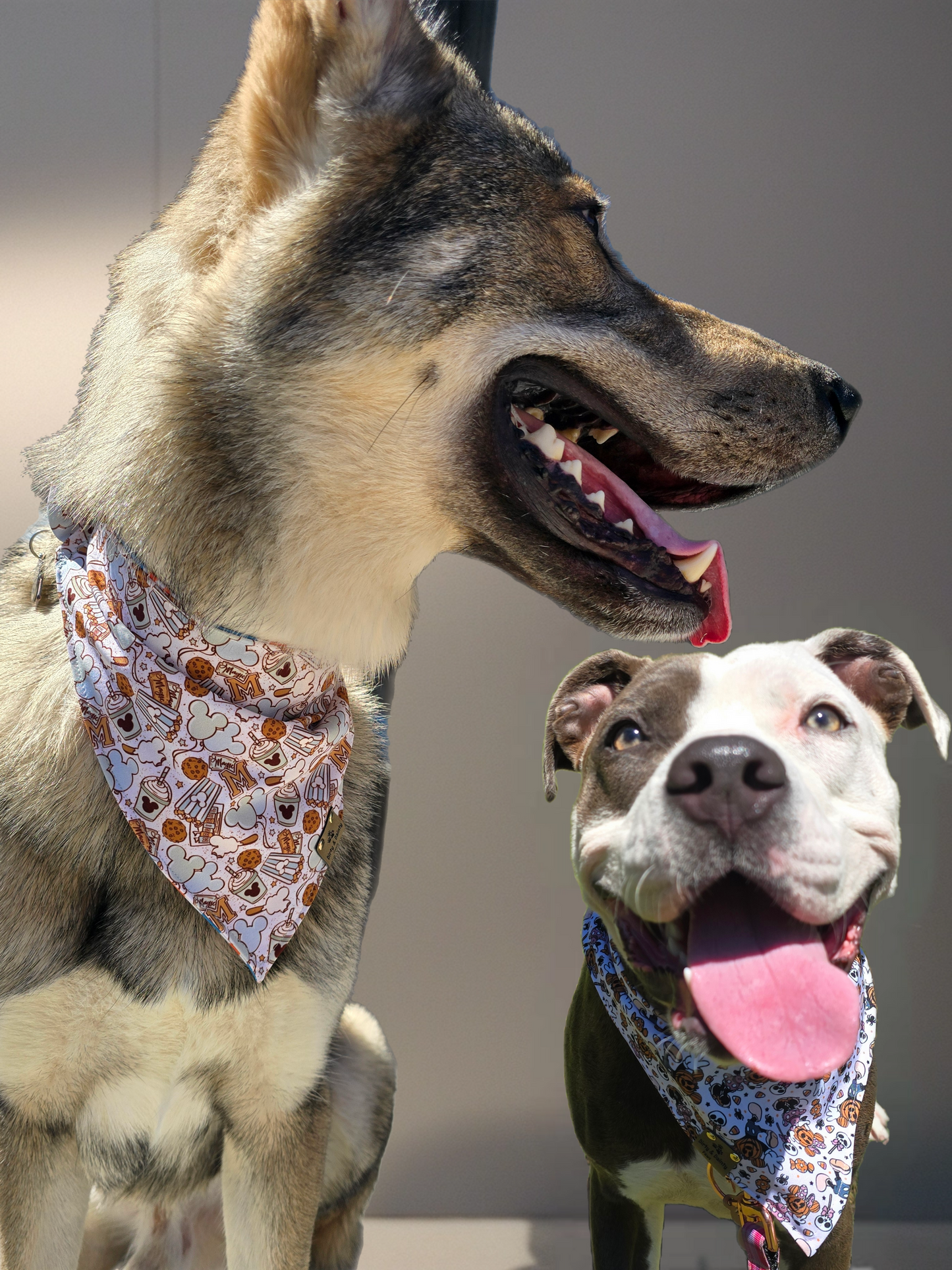 Magical Treats/ Minnie and Mickey Jack-O-Lantern Dog Bandana – Zoomie Proof| Pink or Blue | Dirty & Dainty Paws