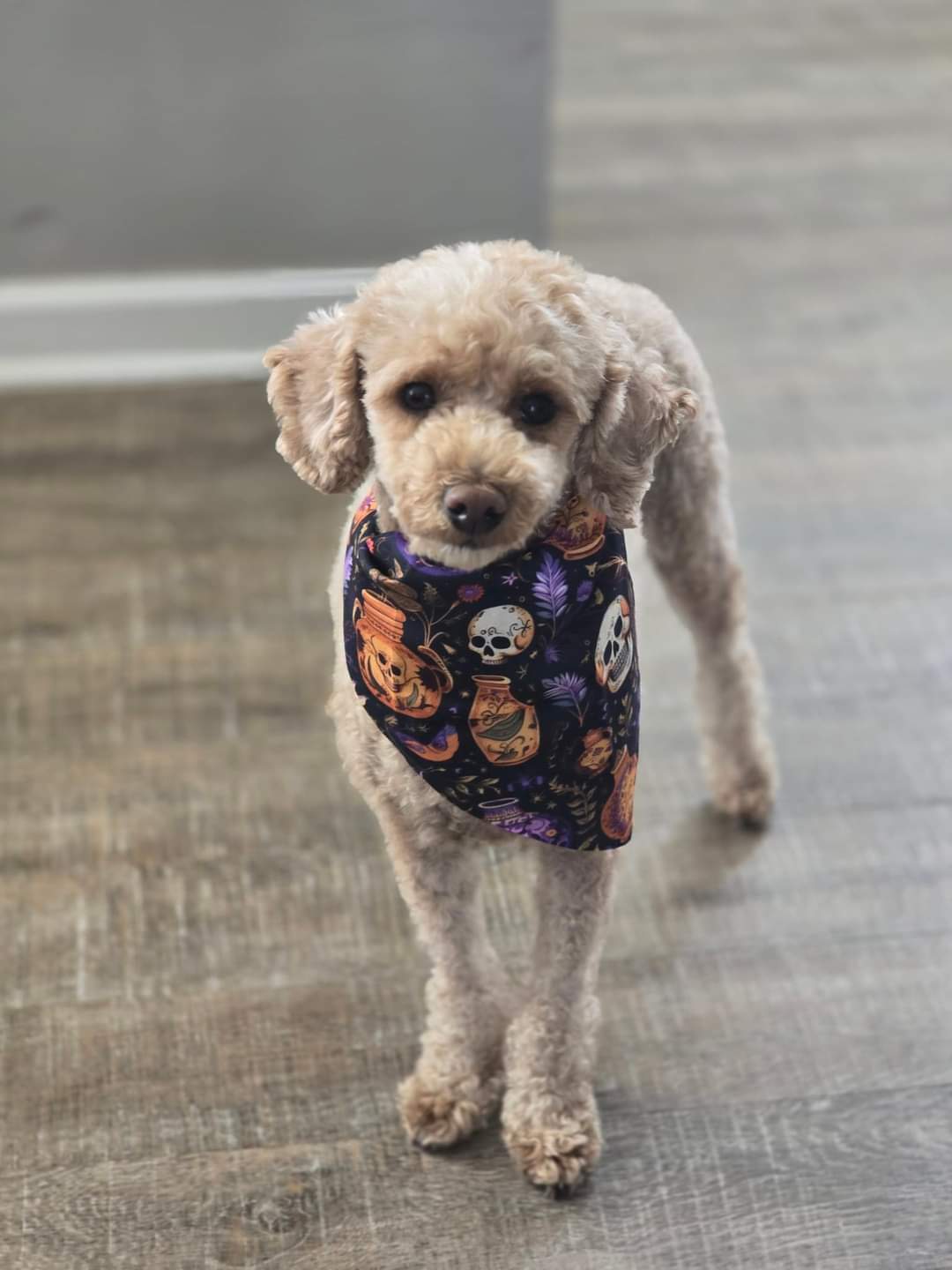 Skulls and Potions Dog Collar