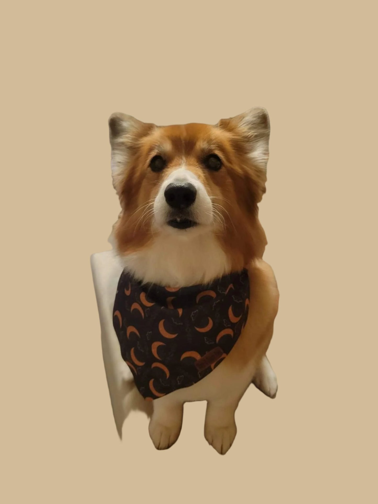 Boho Nights Collection Bundle- Collar, Leash, Harness, Poop Bag Holder- Save AND get a FREE Poop Loop and Easy tie bandana