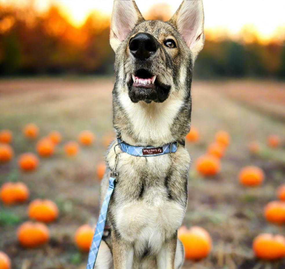Boho Blue Plaid Dog Collar | Eco-Friendly, Waterproof & NO Stink