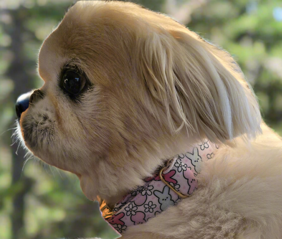 Easter Peeps Neoprene Dog Collar | Adjustable & Comfortable Spring Pet Accessory