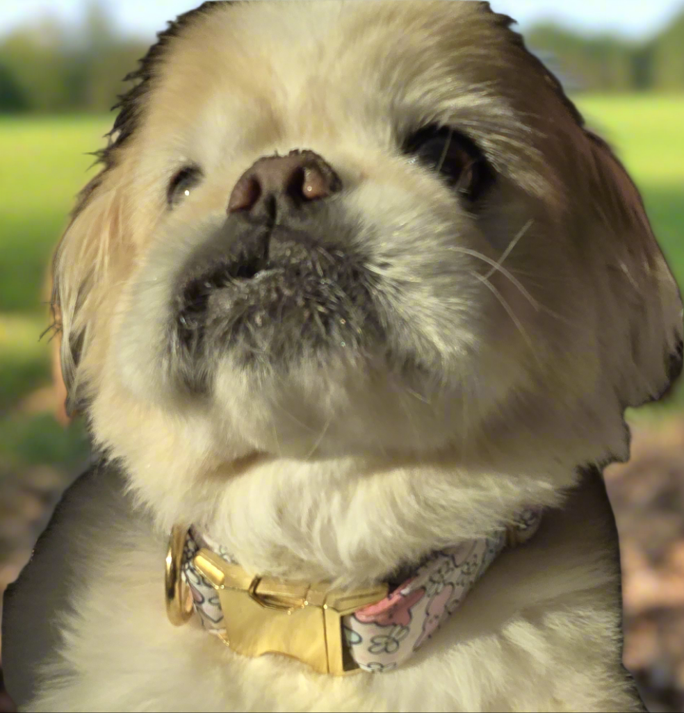 Easter Peeps Neoprene Dog Collar | Adjustable & Comfortable Spring Pet Accessory