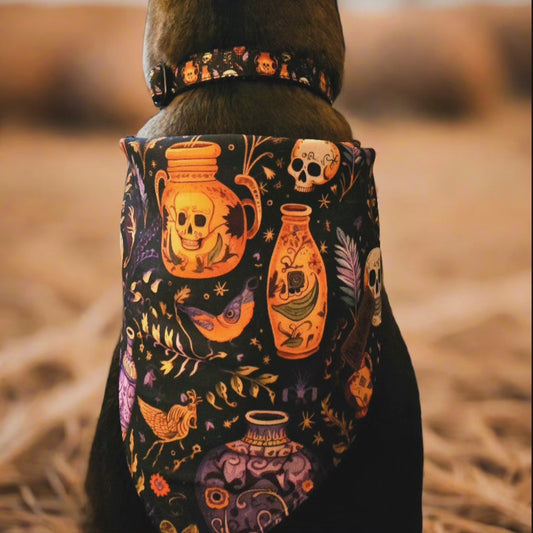 Skulls and Potions Nylon Dog Collar| Durable Dog Collar| Halloween Dog Collar