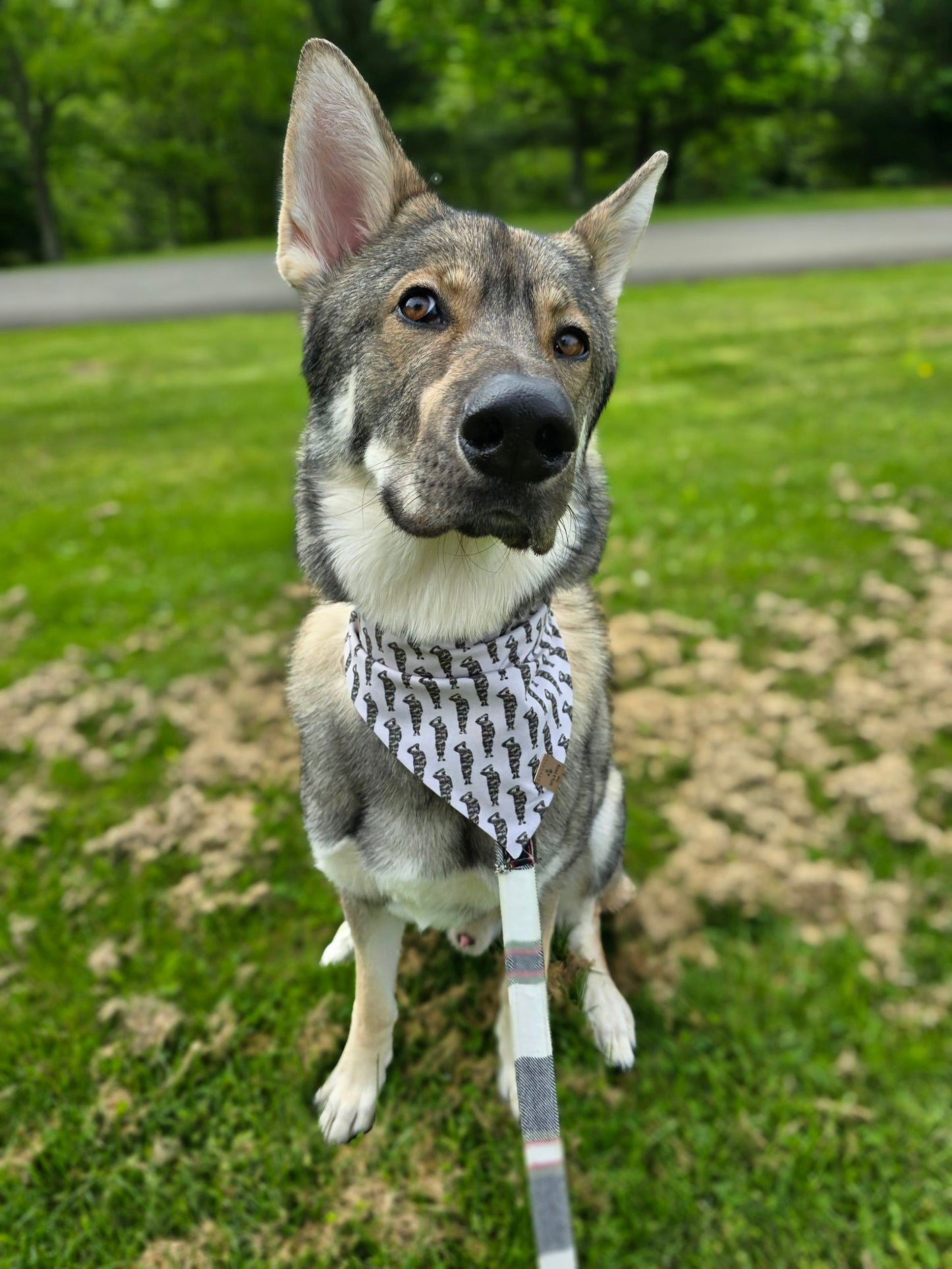 FUNDRAISER For Warrior Dog Foundation! Some Gave All/Soldiers Reversible Bandana