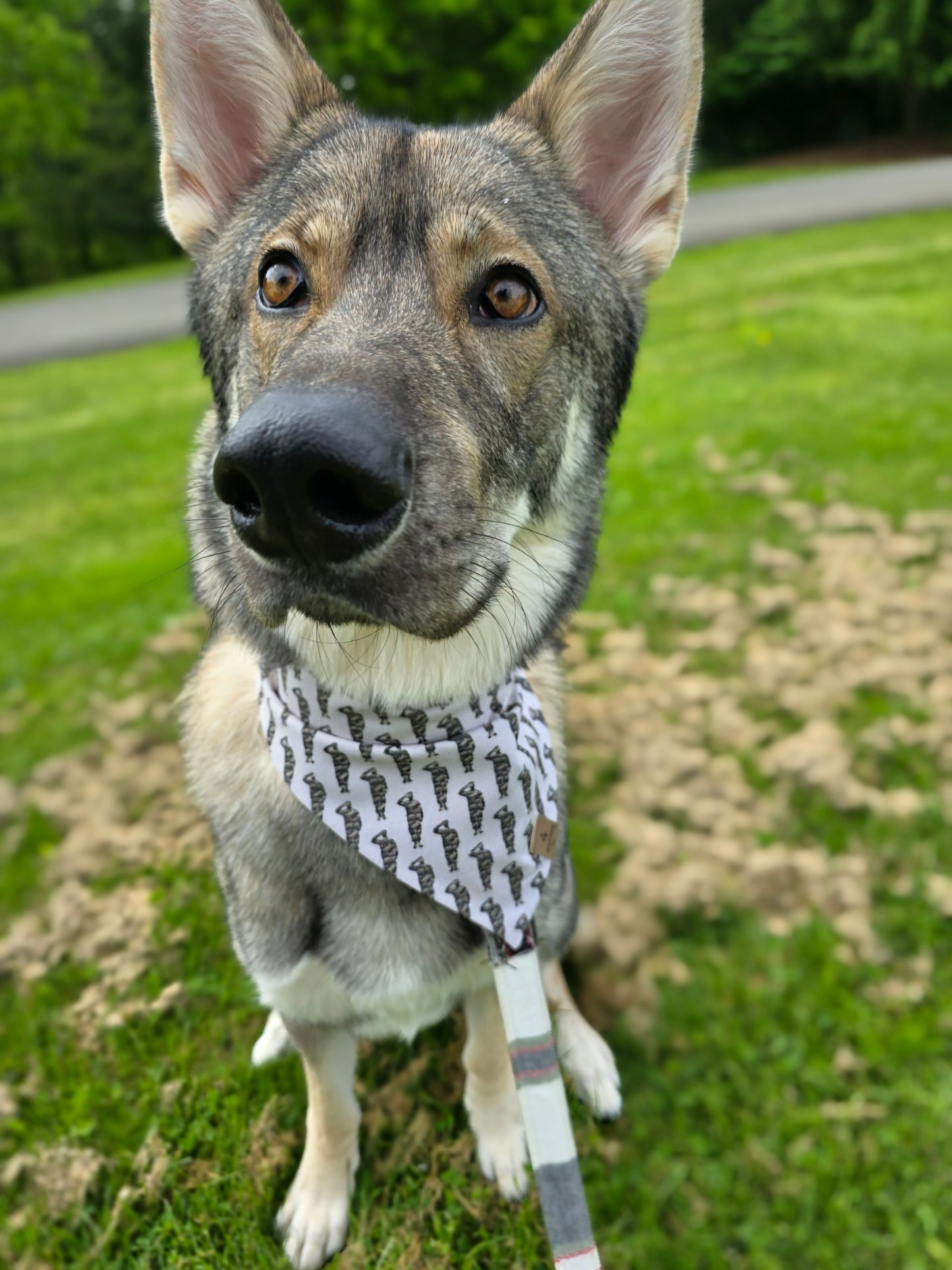 FUNDRAISER For Warrior Dog Foundation! Some Gave All/Soldiers Reversible Bandana