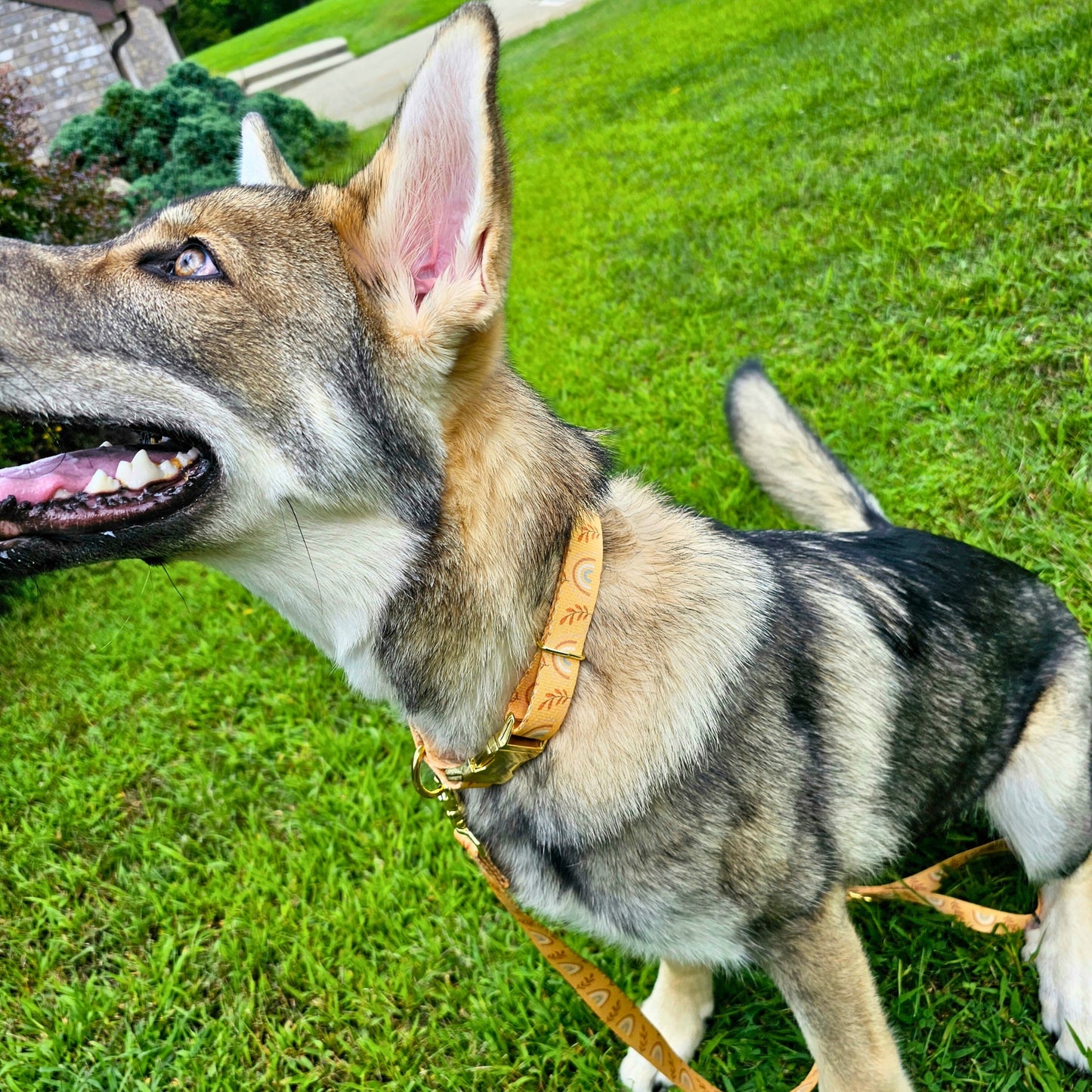 Boho Rainbows Collar