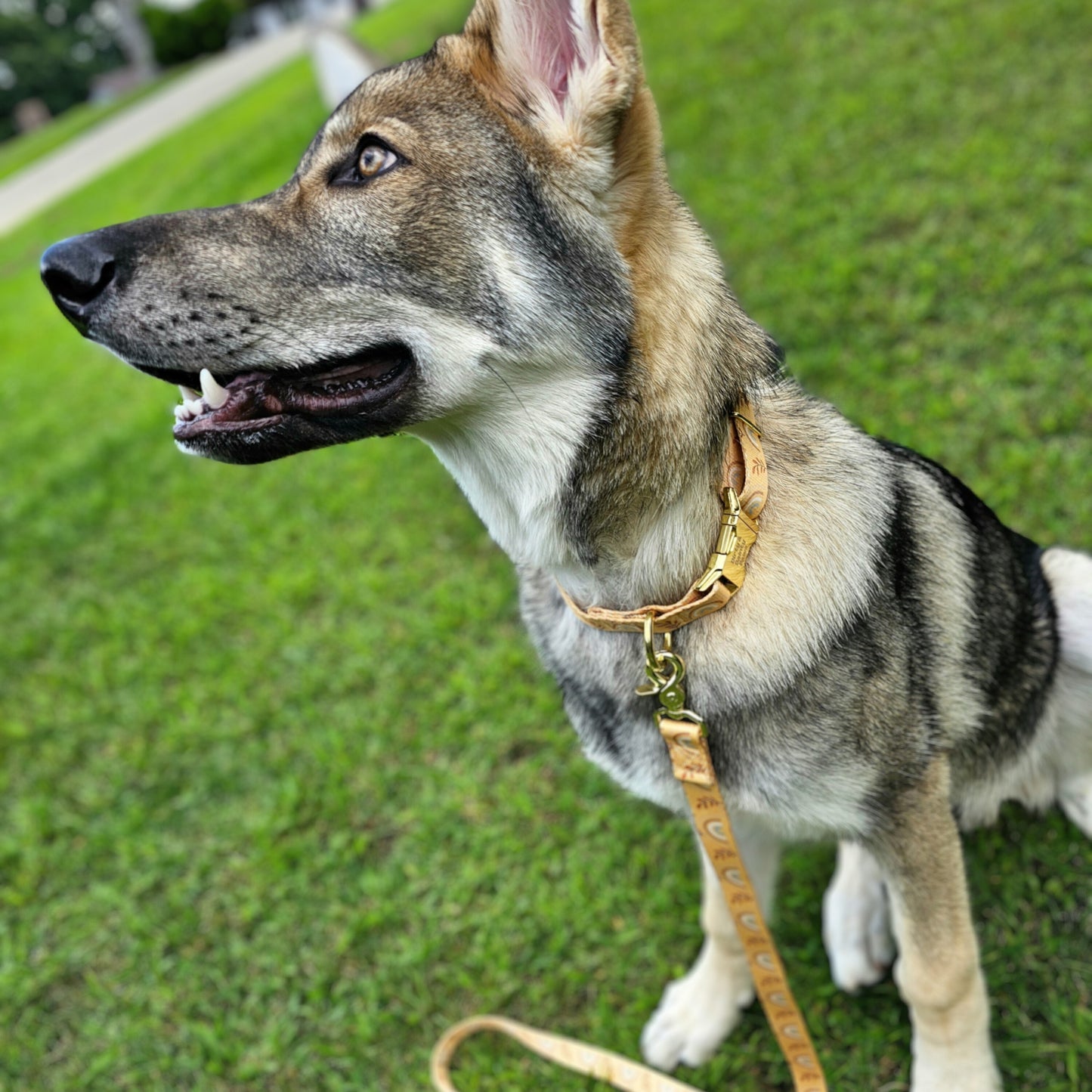 Boho Rainbows Collar