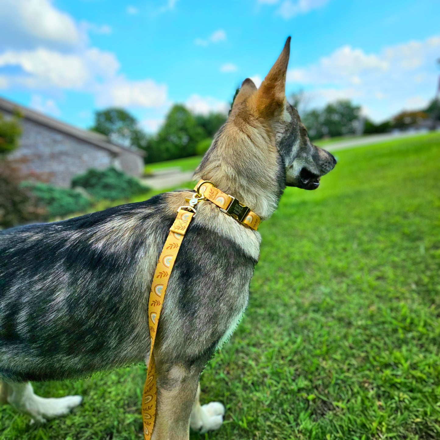 Boho Rainbow Leash 6 ft